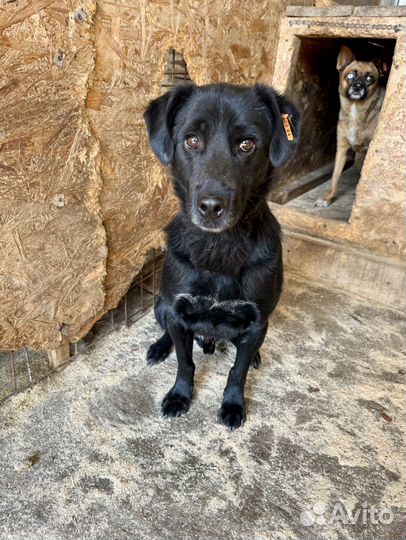 Собака в добрые руки