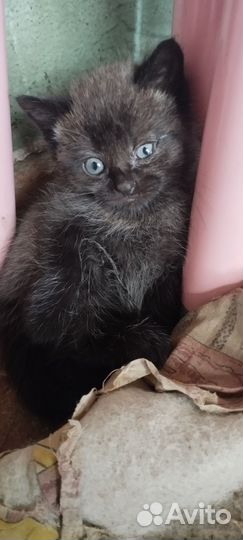 Кошка в дар бесплатно