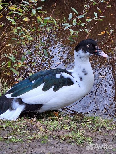 Селезни мускусных уток