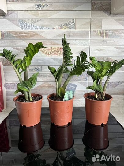 Замиокулькас зензи