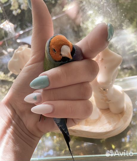 Амадины гульда