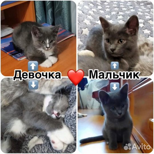 Котята в добрые руки