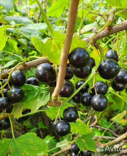 Саженцы крыжовника, чёрной смородины, калины