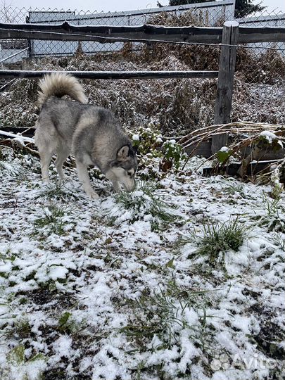 Продам хаски девочка
