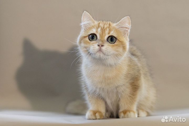 Золотые шиншиллы девочки