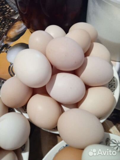 Домашние куриные яйца