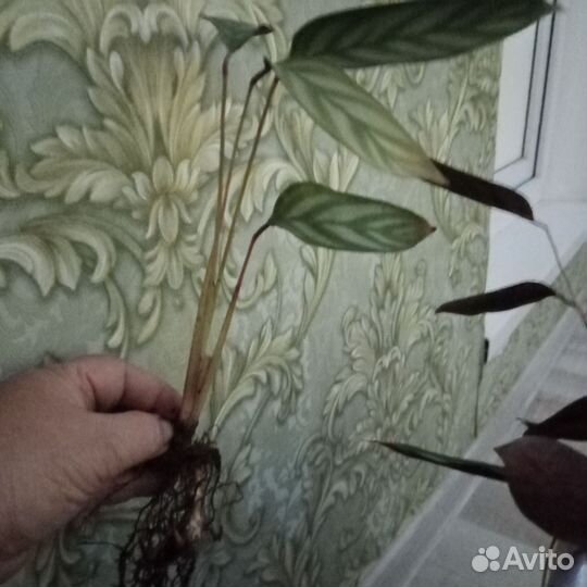 Комнатные растения цветы