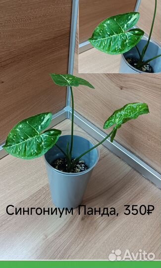 Сингониум панда, Моттлед, регина