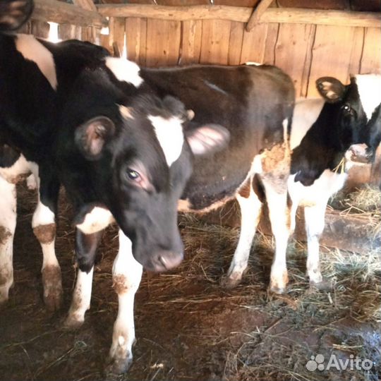Телята бычки