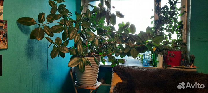 Фикус крупномер и его дети