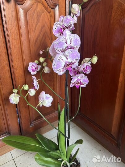 Орхидея ветвистая