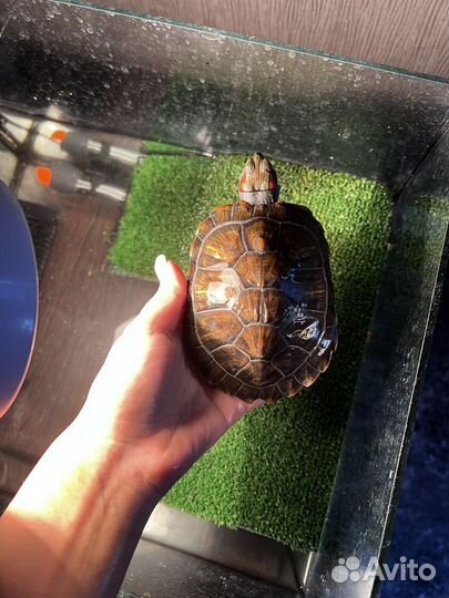 Аквариум с черепахами