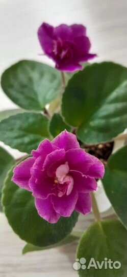 Фиалки сенполии