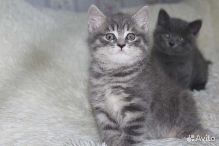 Шотландская девочка