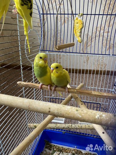 Волнистый попугай самка и самец