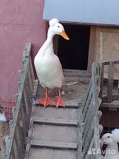 Утка Бегунок Бали. Русская хохлатая утка.Индоутка