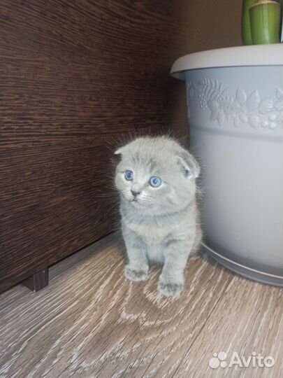 Котята британцы