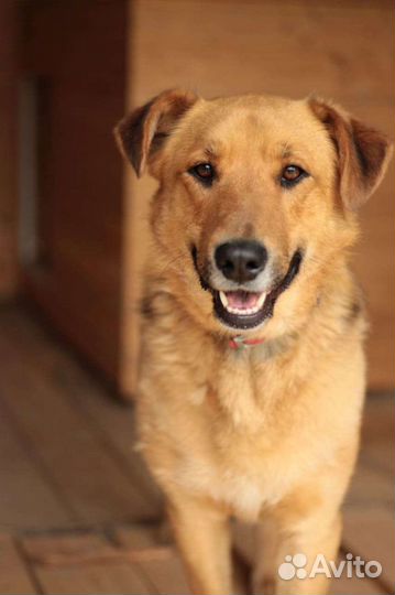 Пес Персик ищет дом. В добрые руки