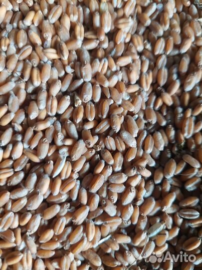 Пшеница