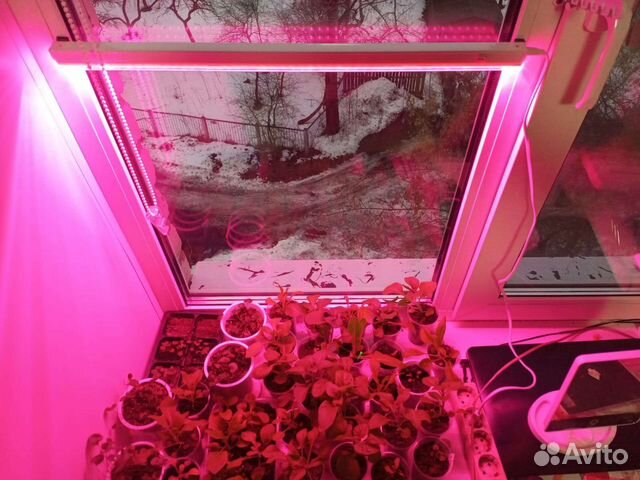 Лампа для рассады