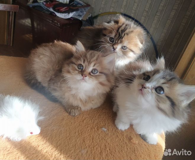 Сибирские котята