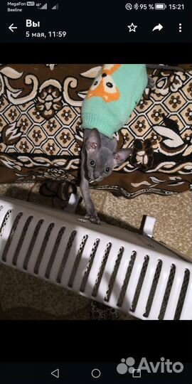 Одежда для кошек