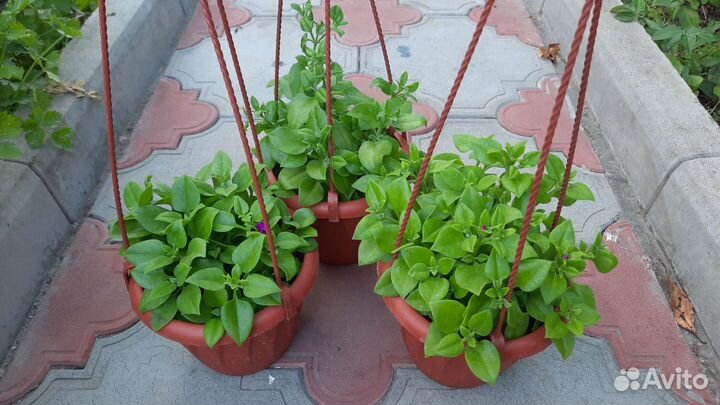 Обновлено Комнатные растения