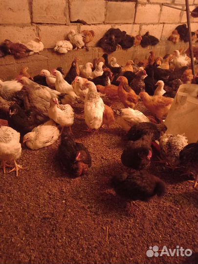 Цыплята подрощенные