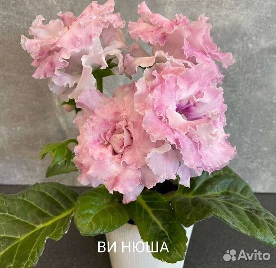 Детки махровых глоксиний