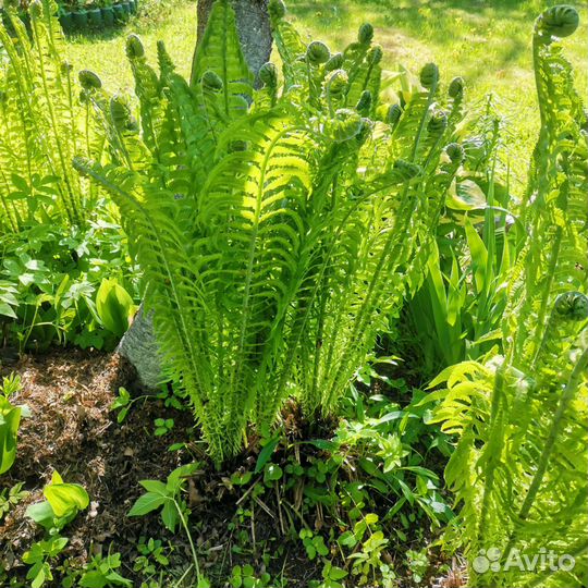 Страусник (садовый папортник)