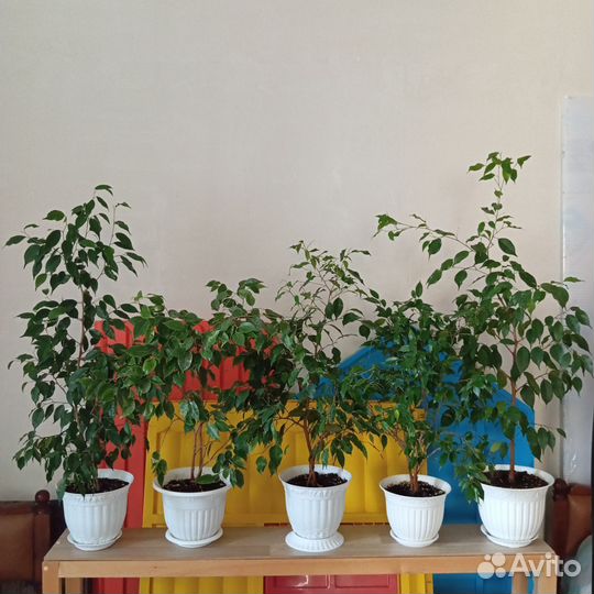 Фикус Бенджамина