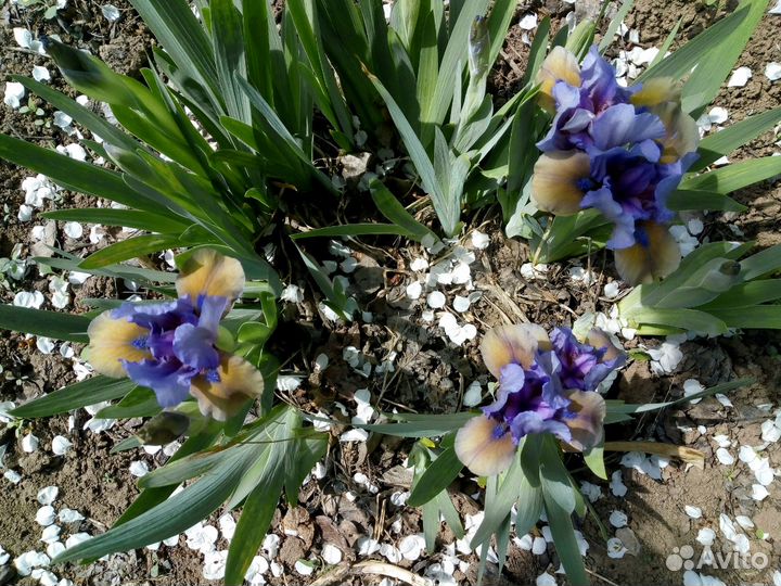Ирисы бордюрные микс