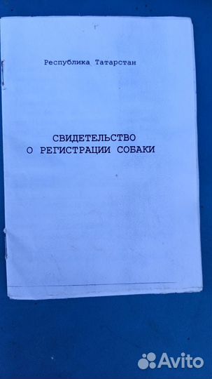 Собака в добрые руки хаски