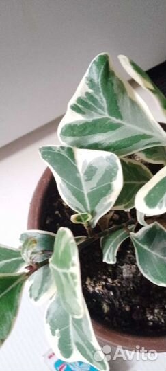 Фикус триангулярис