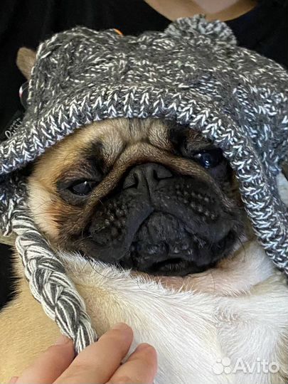 Передержка домашних животных