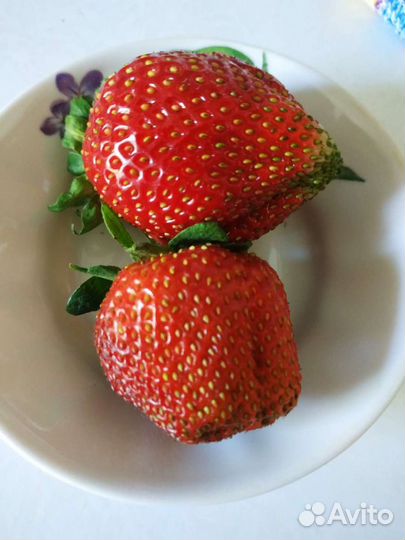Клубника