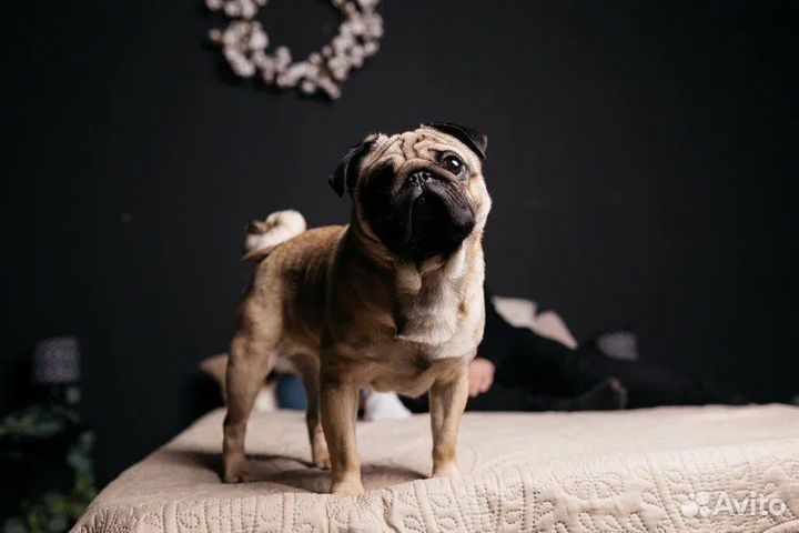 Мопс вязка мальчик