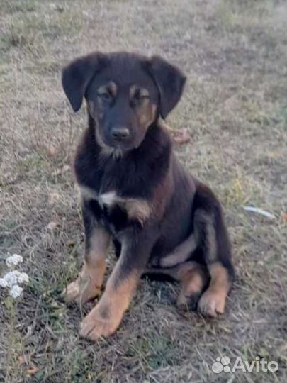 Щенок на охрану