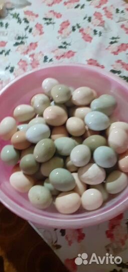 Яйцо инкубационное