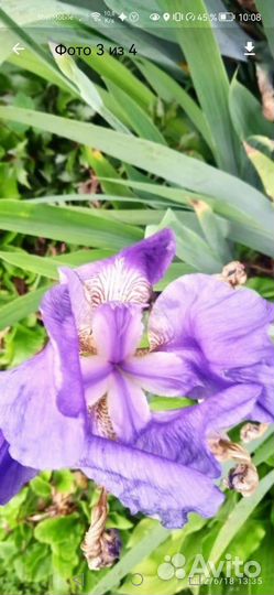 Цветы для сада и дома