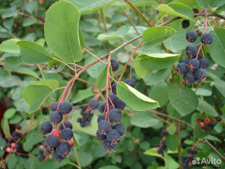 Саженцы ирга Тиссен