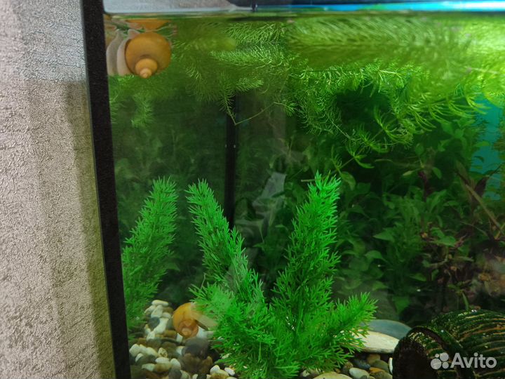 Улитки аквариумные