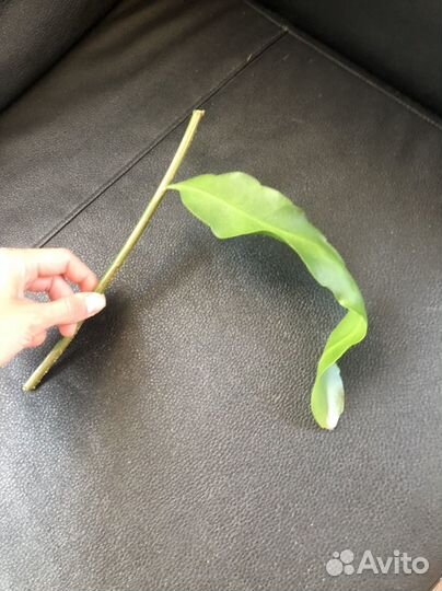 Эпифиллум царица ночи растения цветы