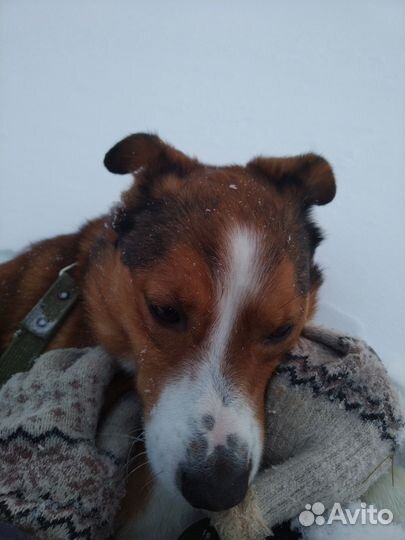 Собака в добрые руки отдам бесплатно