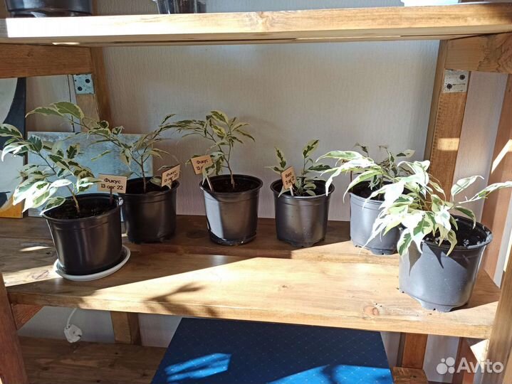 Фикусы бенджамина мунлайт цветы 25, 35 см