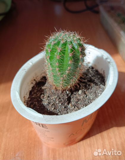 Кактусы