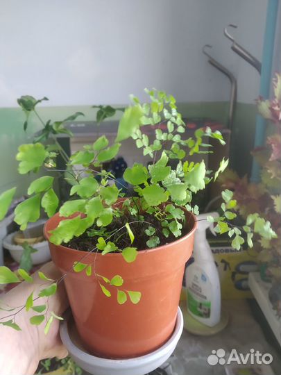 Адиантум папоротник, 