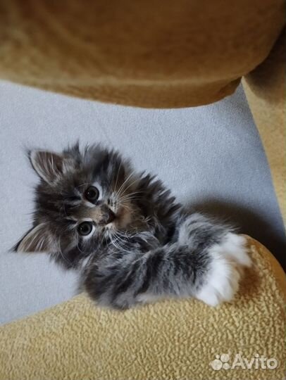 Котята девочки