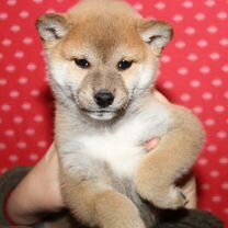 Сиба-ину, щенок