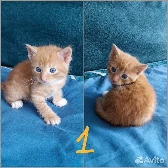 Котята в дар